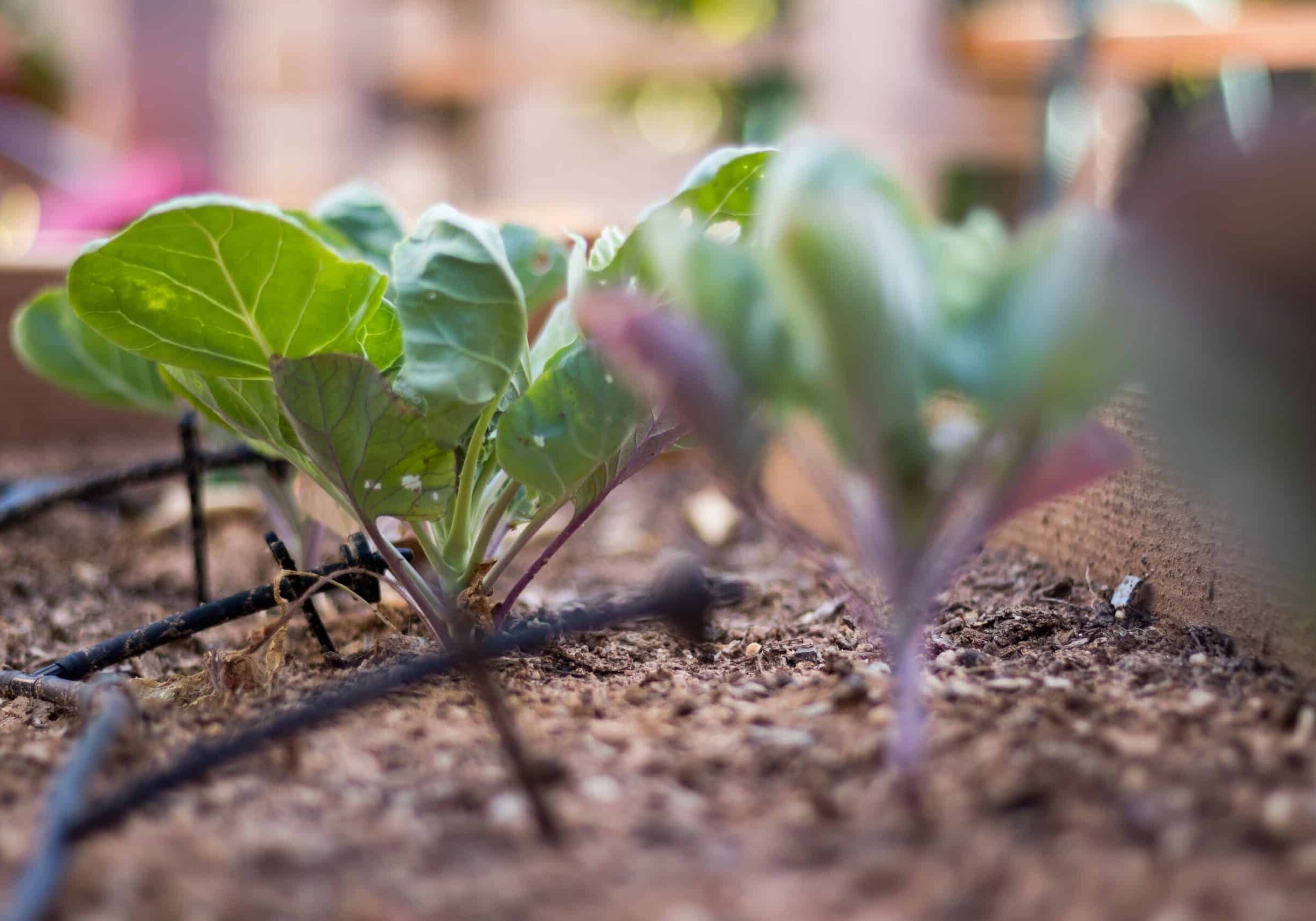 It can be a real headache to keep your precious plants constantly hydrated, especially during the warmer months. Additionally, overhead sprinklers are notorious for water wastage, and its never fun to drag heavy hoses from one plant to the next. Thats why Doctor Sprinkler's experts believe in extensive drip irrigation services as an effective alternative.